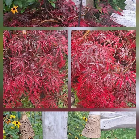 Martha דירה Langenchursdorf