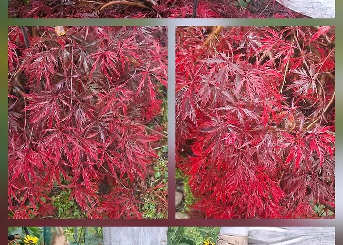 Martha Apartment Langenchursdorf